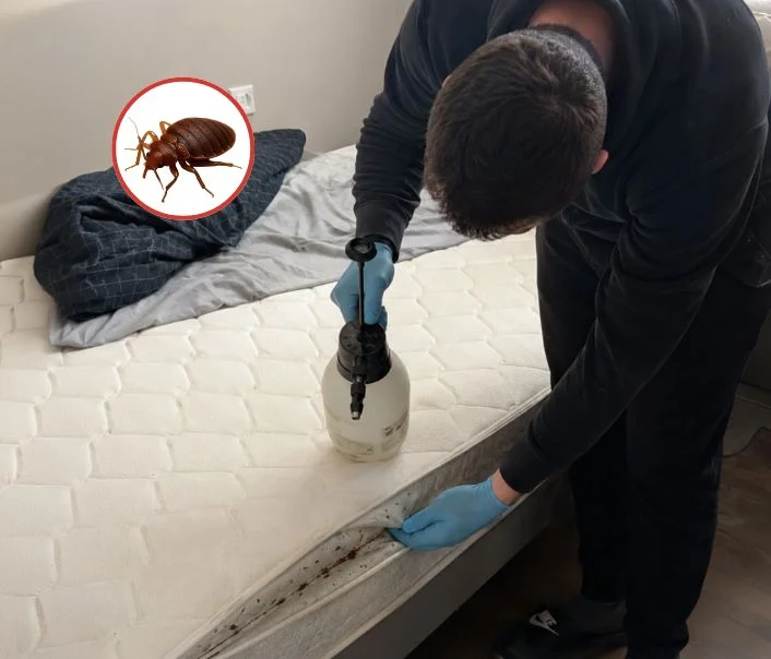 Technicien traitant un matelas contre les punaises de lit à Maulette
